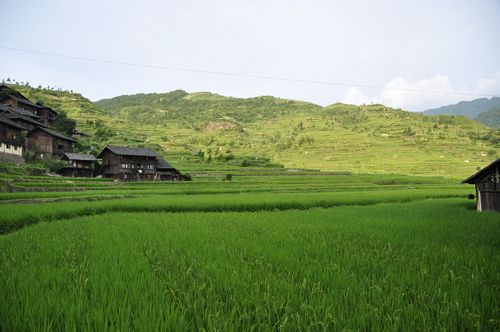 麗云：麥望.JPG